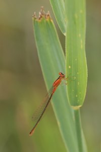 Kleine Pechlibelle (f)