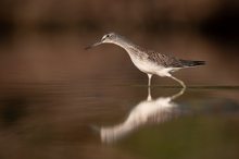 Grünschenkel Himmel