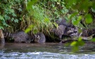 Familie Waschbär