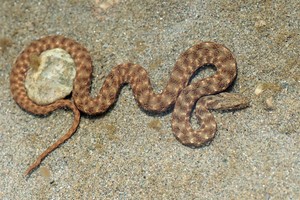 Würfelnatter im Brackwasser