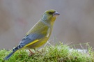 Grünfink männlich (Carduelis chloris)