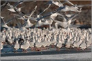 viel los auf dem Eis... Lachmöwen *Larus ridibundus*