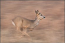 flüchtend... Reh *Capreolus capreolus*