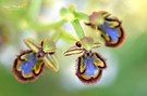 Spiegelragwurz (Ophrys speculum)