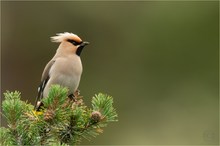 Seidenschwanz im Brutgebiet