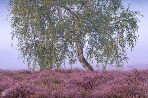 Heideblütenbirke