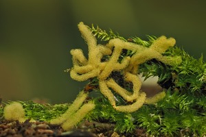 Schleimpilz Arcyria obvelata