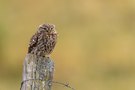 Steinkauz auf Weidepfahl