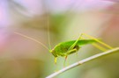 Heuschrecke
