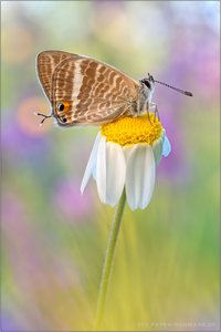 Großer Wanderbläuling (Lampides boeticus)