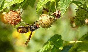 ... bouldern im Himbeerstrauch ...