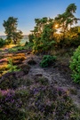 Wacholderheide im Sonnenuntergang