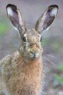 Hasenportrait