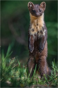 Sichernder Baummarder