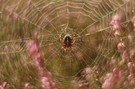 Ein Netz in der Heide