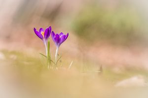 mal etwas zurück in den Frühling beamen