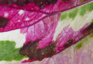 die Fantasie von Mutter Natur ...