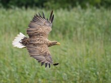 Der Europäische Seeadler