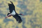 Schwarzstorch
