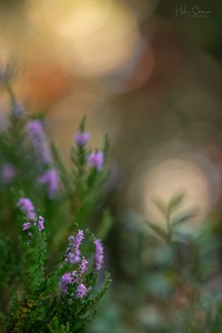Heide-Offenblend-Bokeh-Farben-Feuerwerk