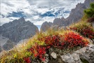 Bergpflanzen im Herbst