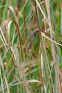 41b: Kleine Königslibelle (Männchen)