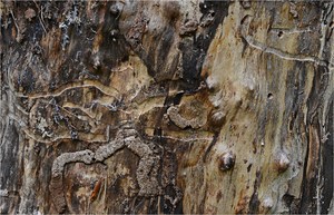 Kleiner Waldgeist ...