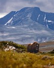 Moschus in der norwegischen Bergwelt