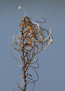 Was vom Sommer bleibt