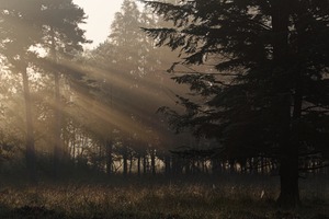 Morgensonne im Elmpter Schwalmbruch, Kreis Viersen