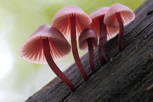 Helmlingsgruppe auf altem Balken