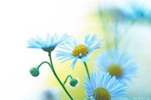 Hauch eines hellen Blumensommers