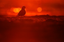 HIER KOMMT DIE SONNE...