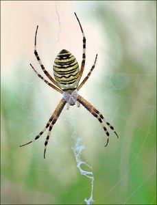 *Argiope bruennichi*