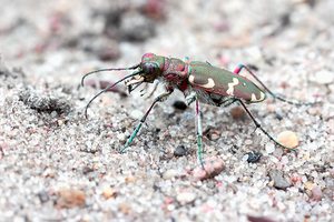 Dünen-Sandlaufkäfer