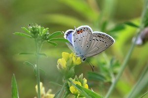 Kurzschwänziger Bläuling