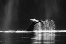 Ich bin dann mal weg!