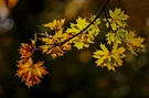 Herbstblätterleuchten