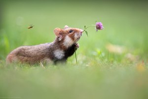 Zwischen Blüte und Wespe