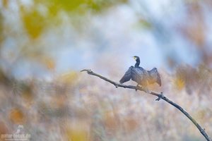 Ein Kormoran (Phalacrocorax carbo) in typischer Pose