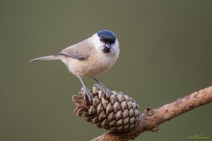 Sumpfmeise auf Zapfen