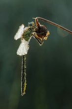 Westliche Keiljungfer