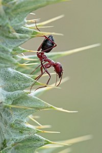 Es ist zum Läuse melken...