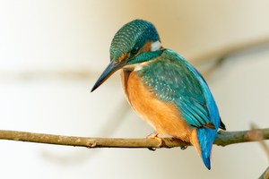 Eisvogel