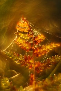 Echte Lichterketten am Bäumchen