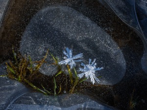 zwei Eisblumen