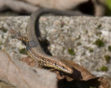 Ein warmer Wintertag