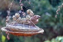 DAS soll eine Meise sein ... ???