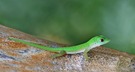 Gecko...