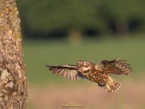 Steinkauz aka Lieferando